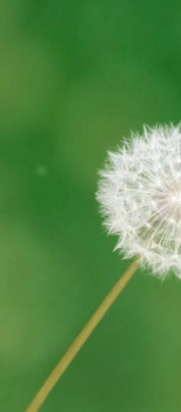 Pusteblume Trailer zu den Livestreamgottesdiensten