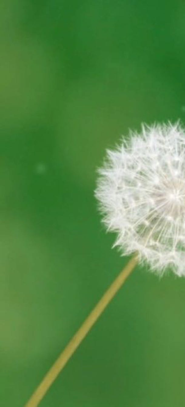 Pusteblume Trailer zu den Livestreamgottesdiensten